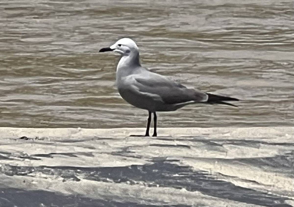 Gray Gull - ML608986190