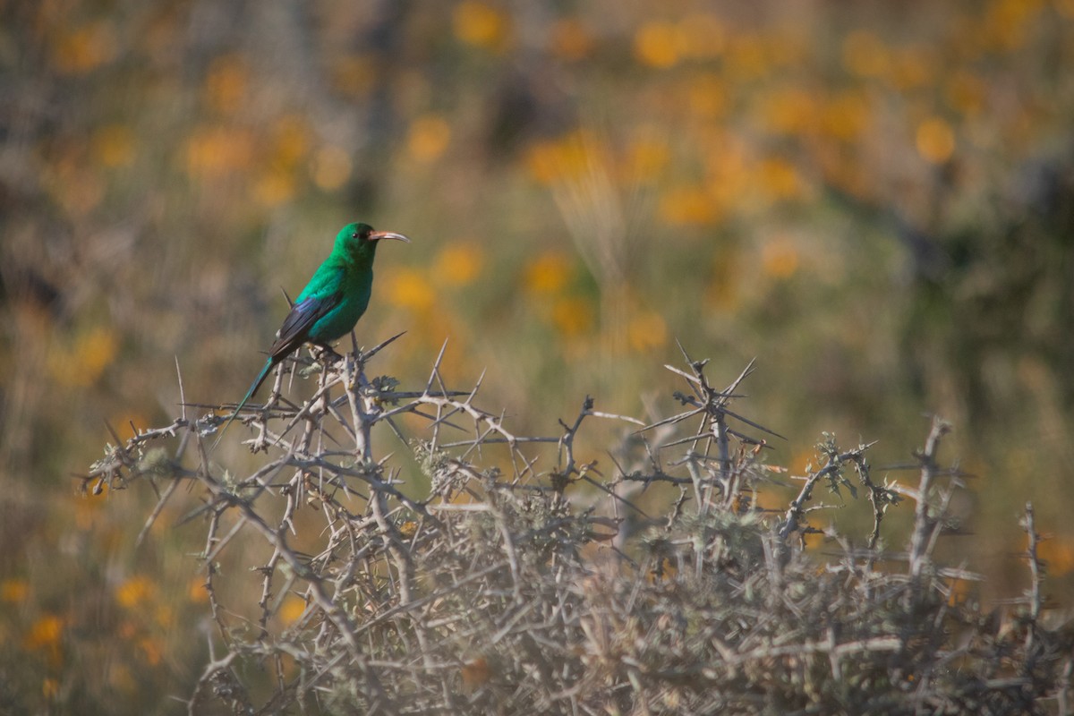 Malachite Sunbird - ML608986194