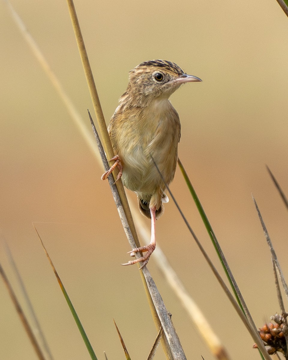 Zitting Cisticola - ML608986341