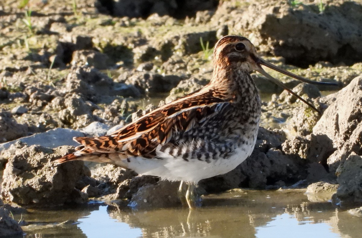 Common Snipe - ML608986350