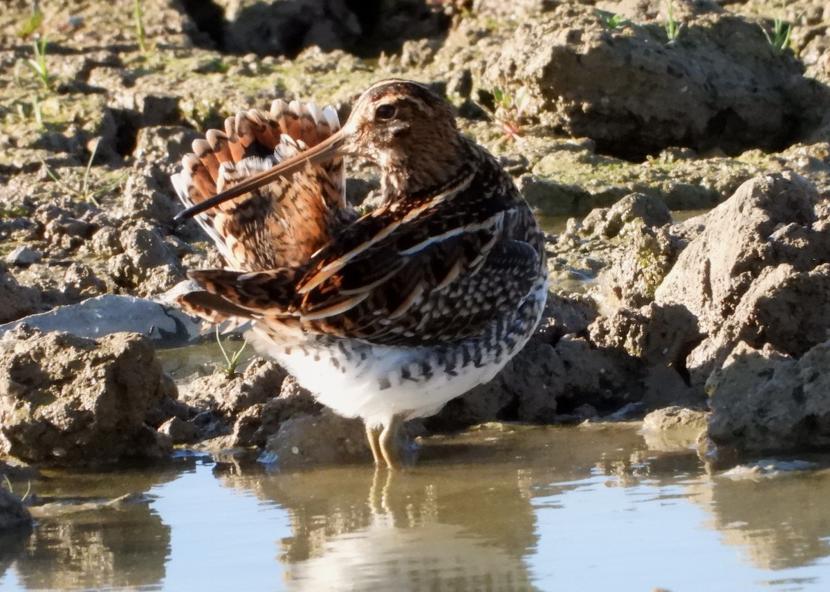 Common Snipe - ML608986353