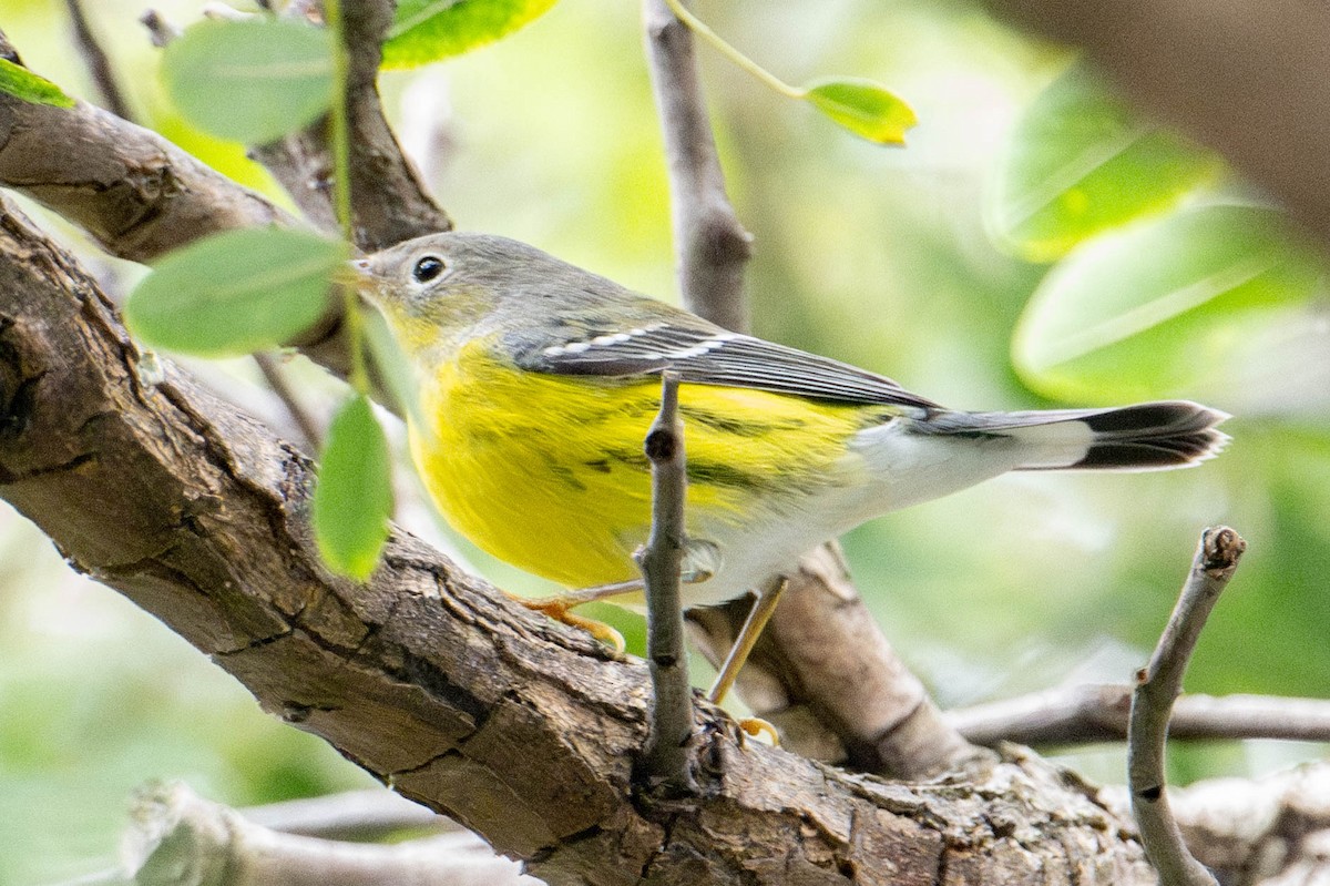 Magnolia Warbler - ML608986389