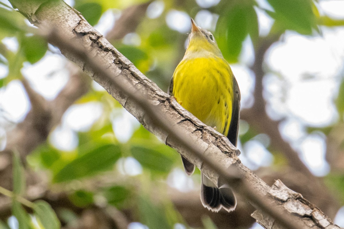 Magnolia Warbler - ML608986390