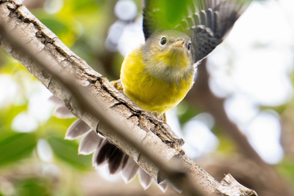 Magnolia Warbler - Nancy Christensen