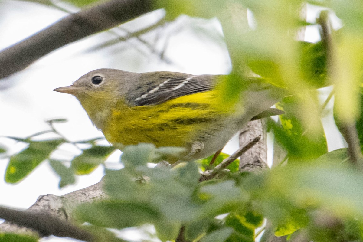 Magnolia Warbler - ML608986393