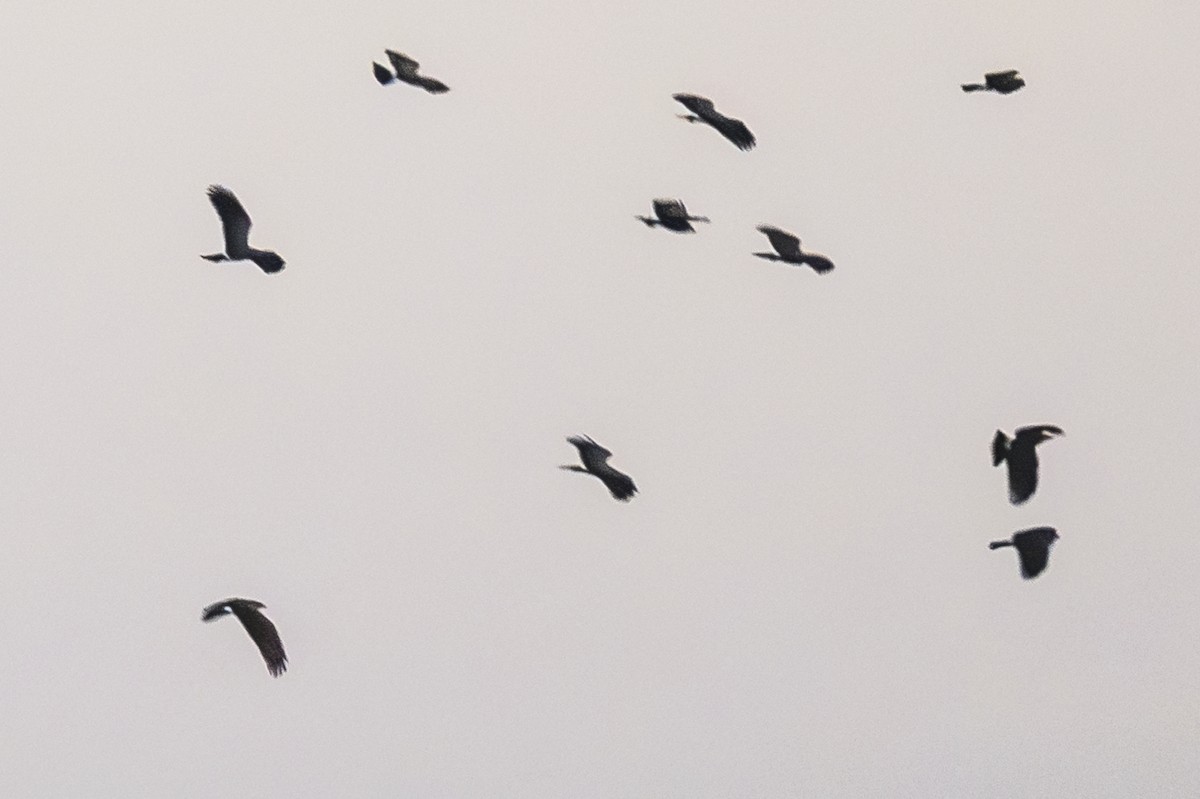 Snail Kite - Amed Hernández