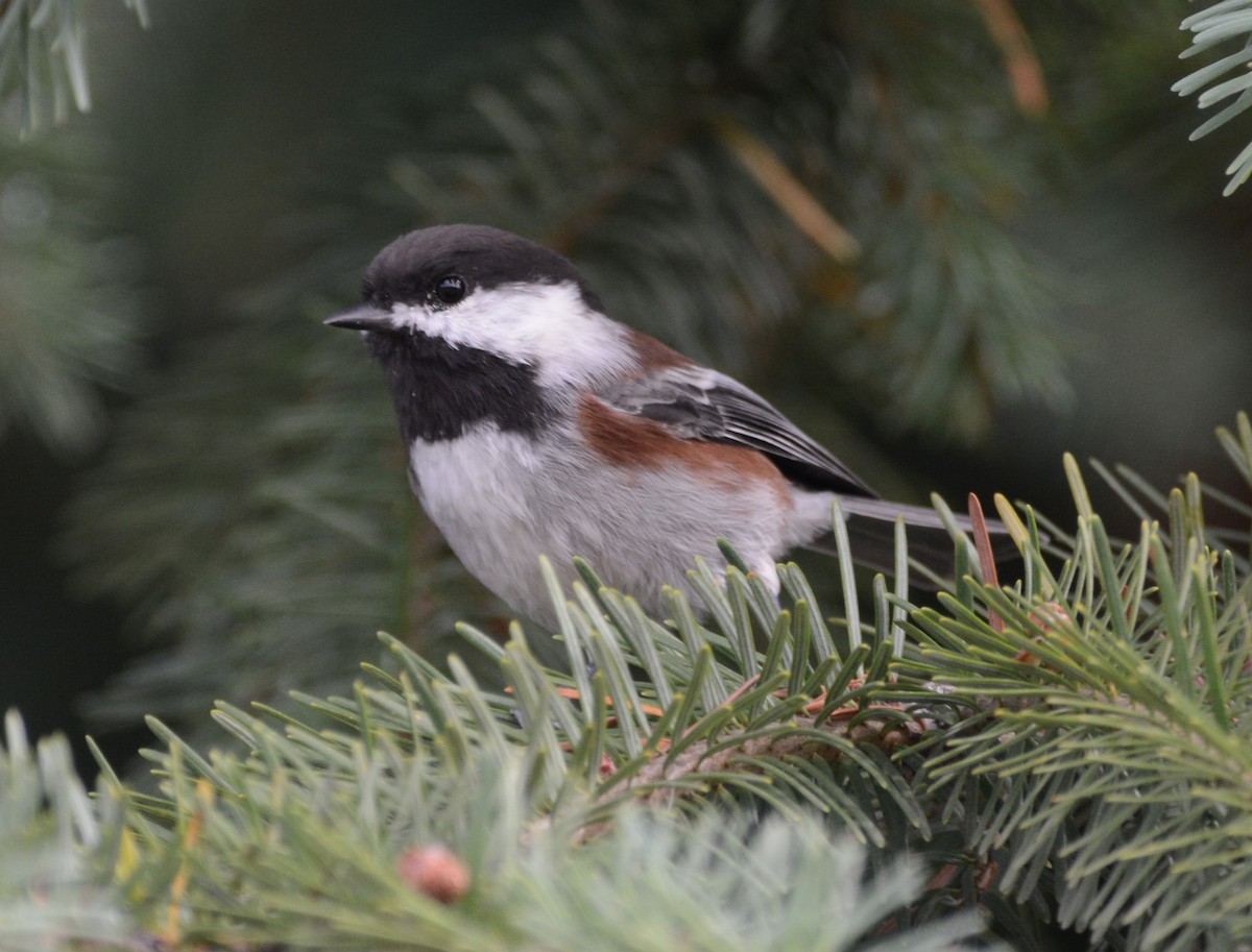 Chestnut-backed Chickadee - ML608986745