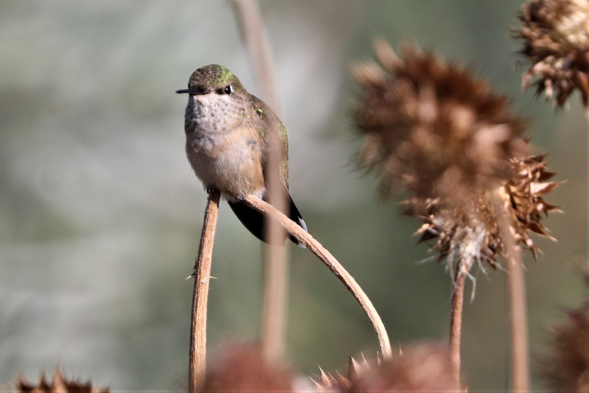 Calliope Hummingbird - ML608986748