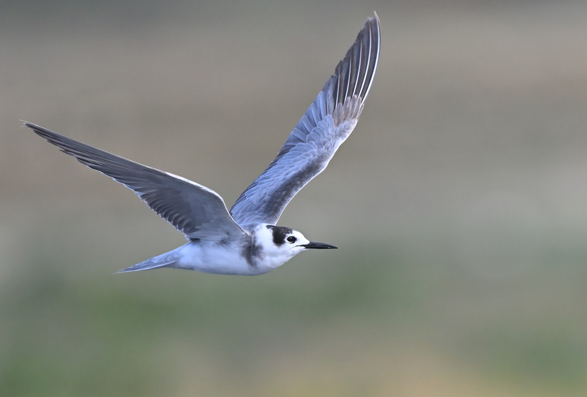 Black Tern - ML608986830