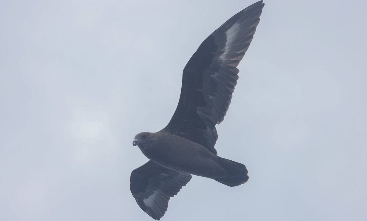 South Polar Skua - ML608987048