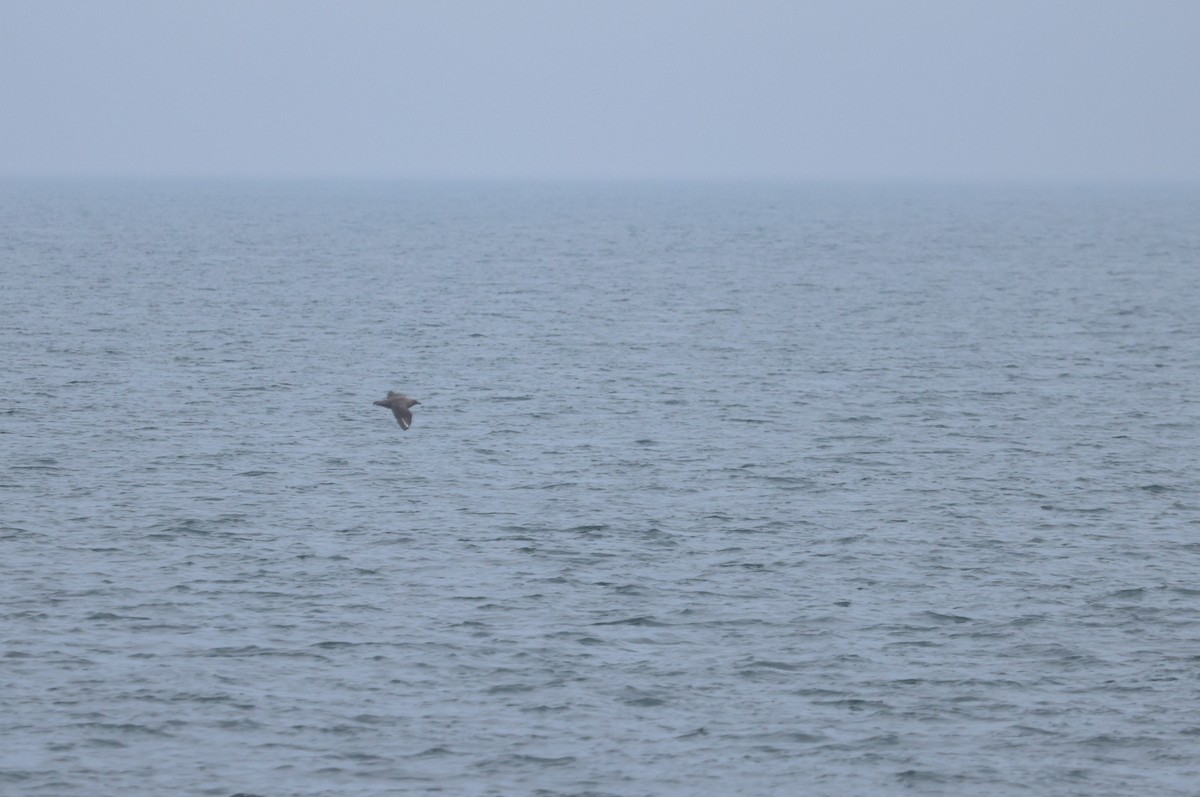 South Polar Skua - ML608987051