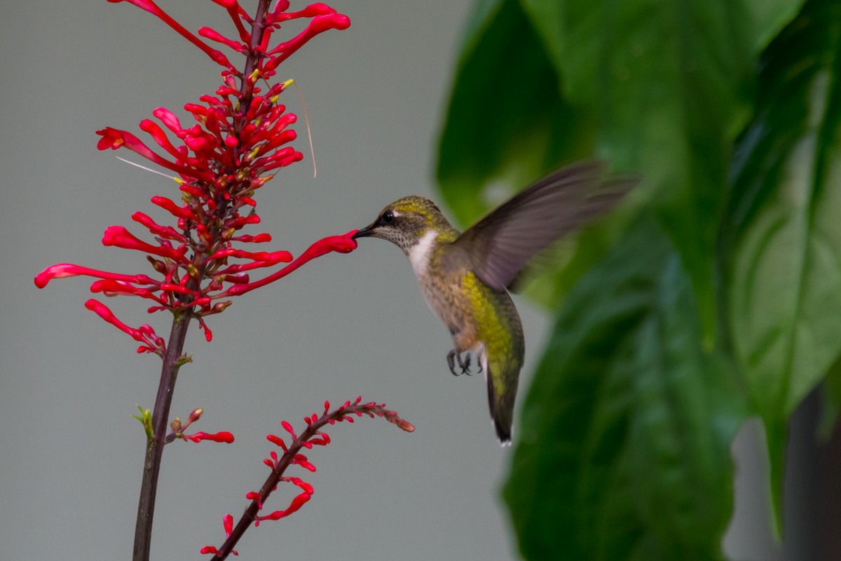 Ruby-throated Hummingbird - Gabrielle Harrison