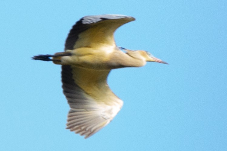 Whistling Heron - ML608987121
