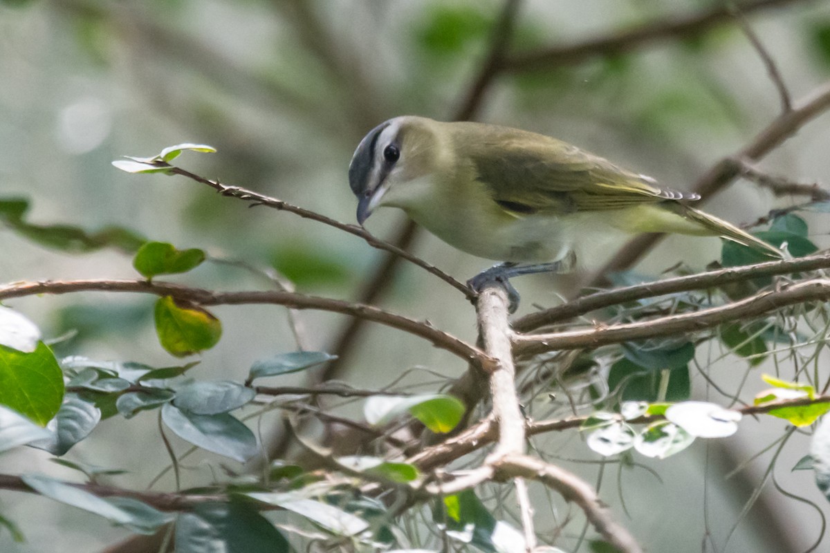 rødøyevireo - ML608987123