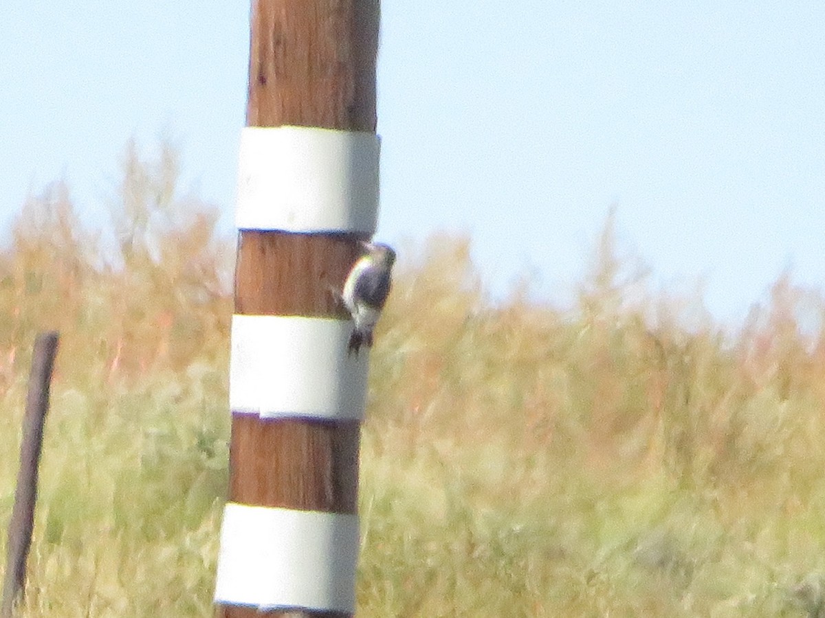 Red-headed Woodpecker - ML608987197