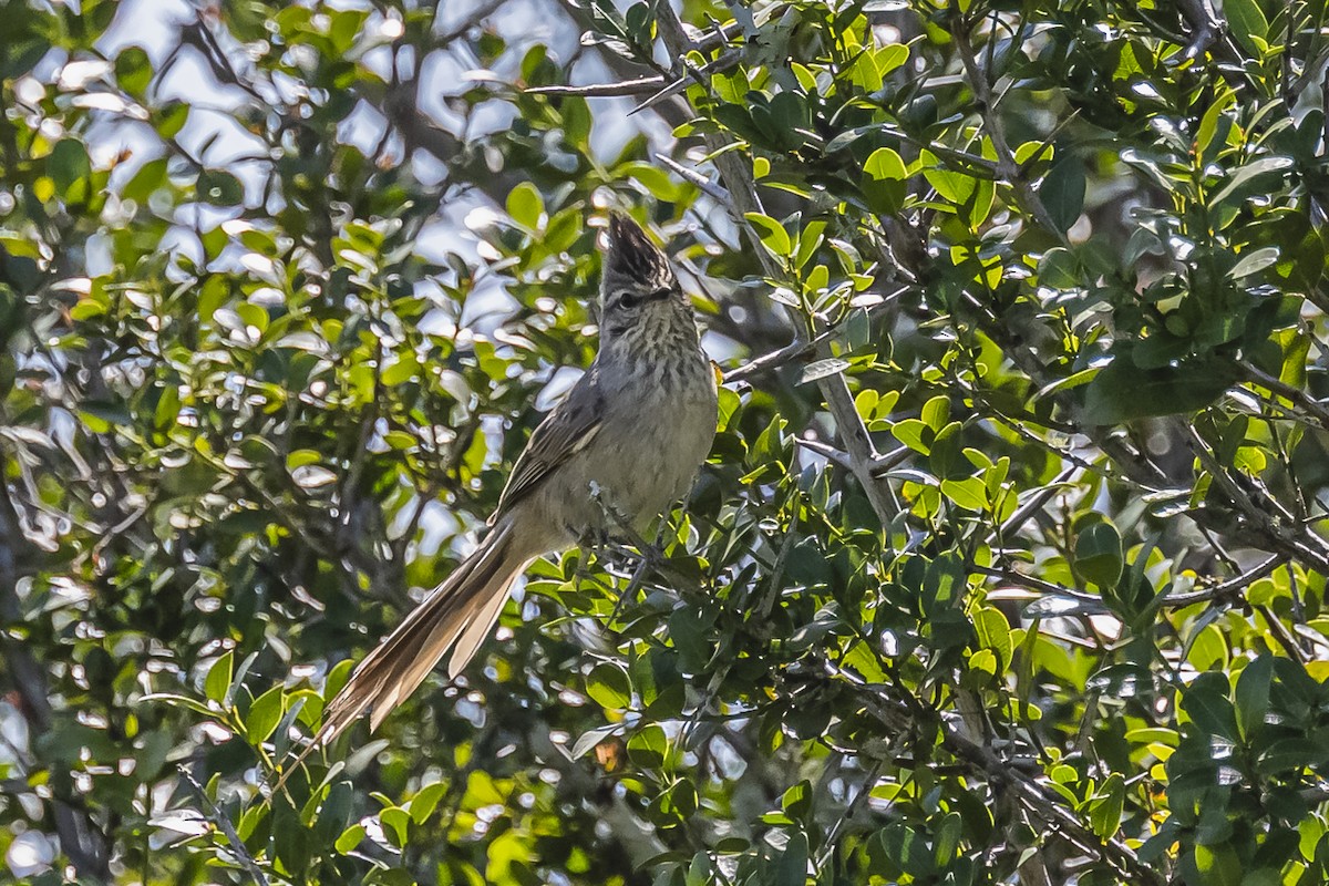 Tufted Tit-Spinetail - ML608987305