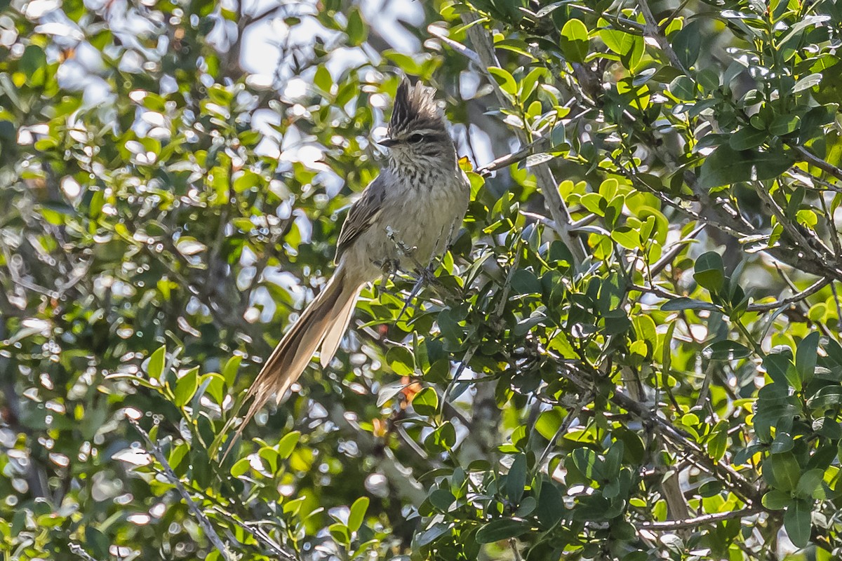 Tufted Tit-Spinetail - ML608987307