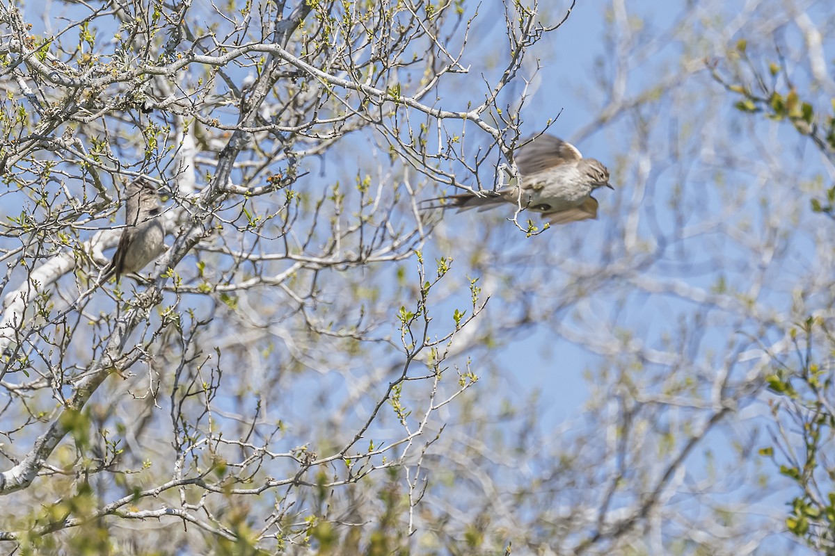 Tufted Tit-Spinetail - ML608987309