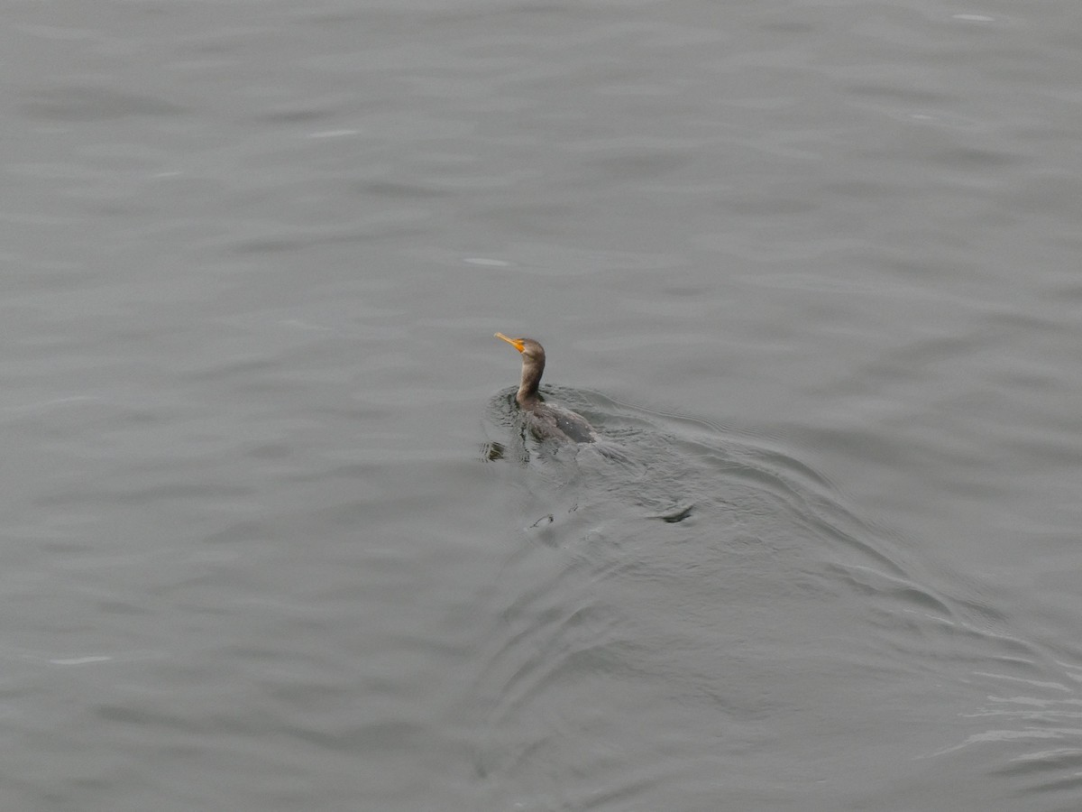 Double-crested Cormorant - ML608987595