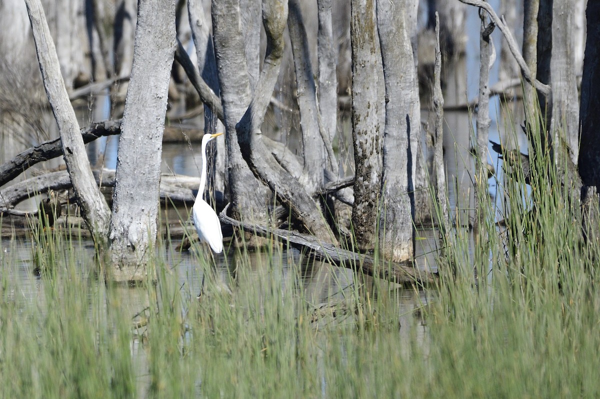 Great Egret - ML608987602