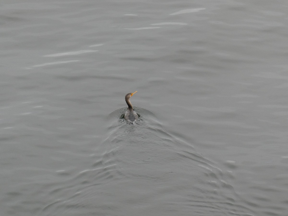 Double-crested Cormorant - ML608987612