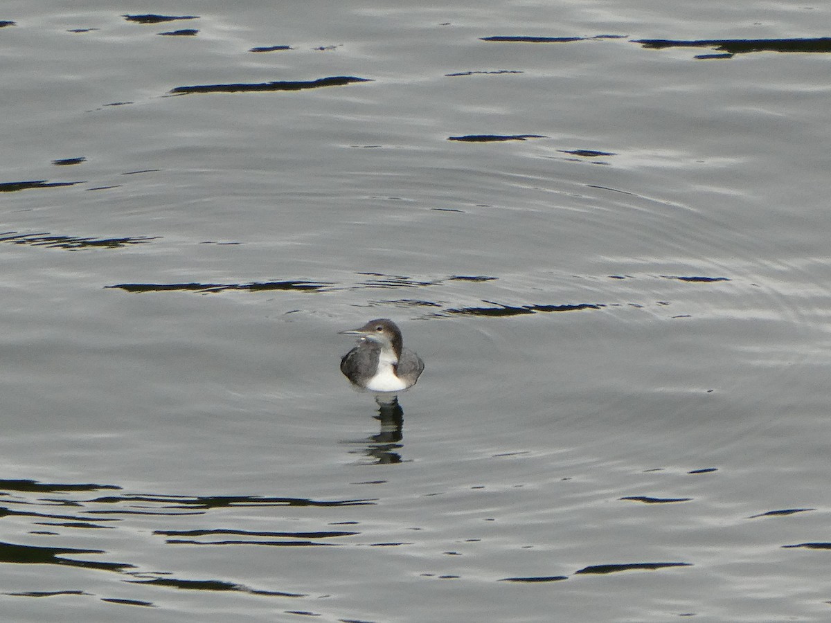 Common Loon - ML608987642