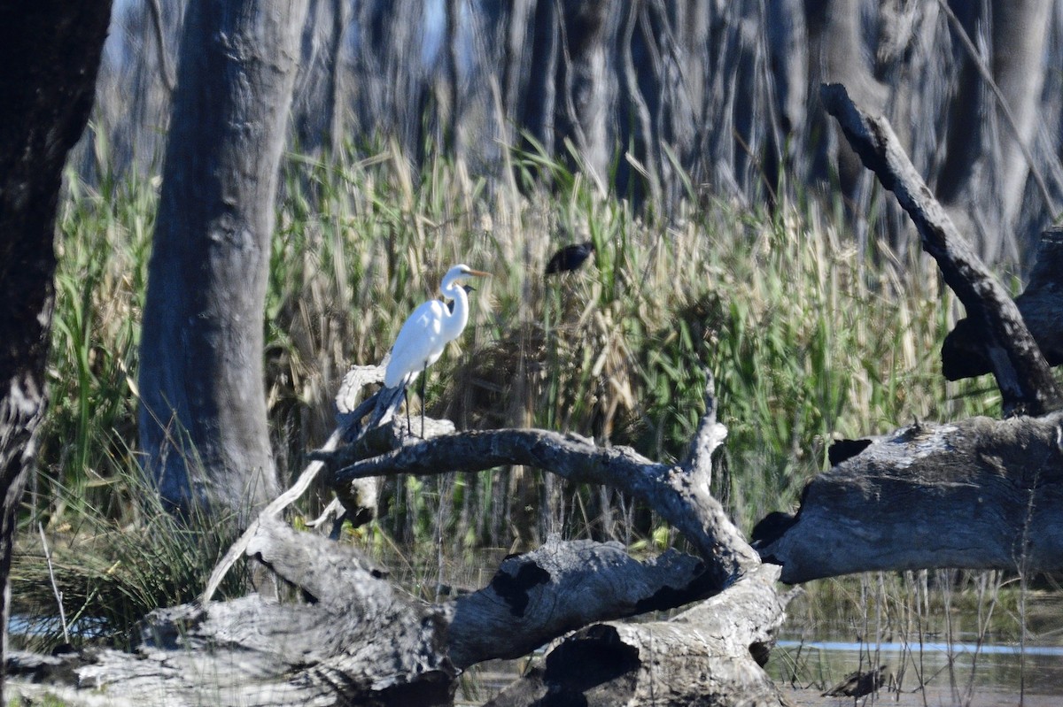 Great Egret - ML608987658