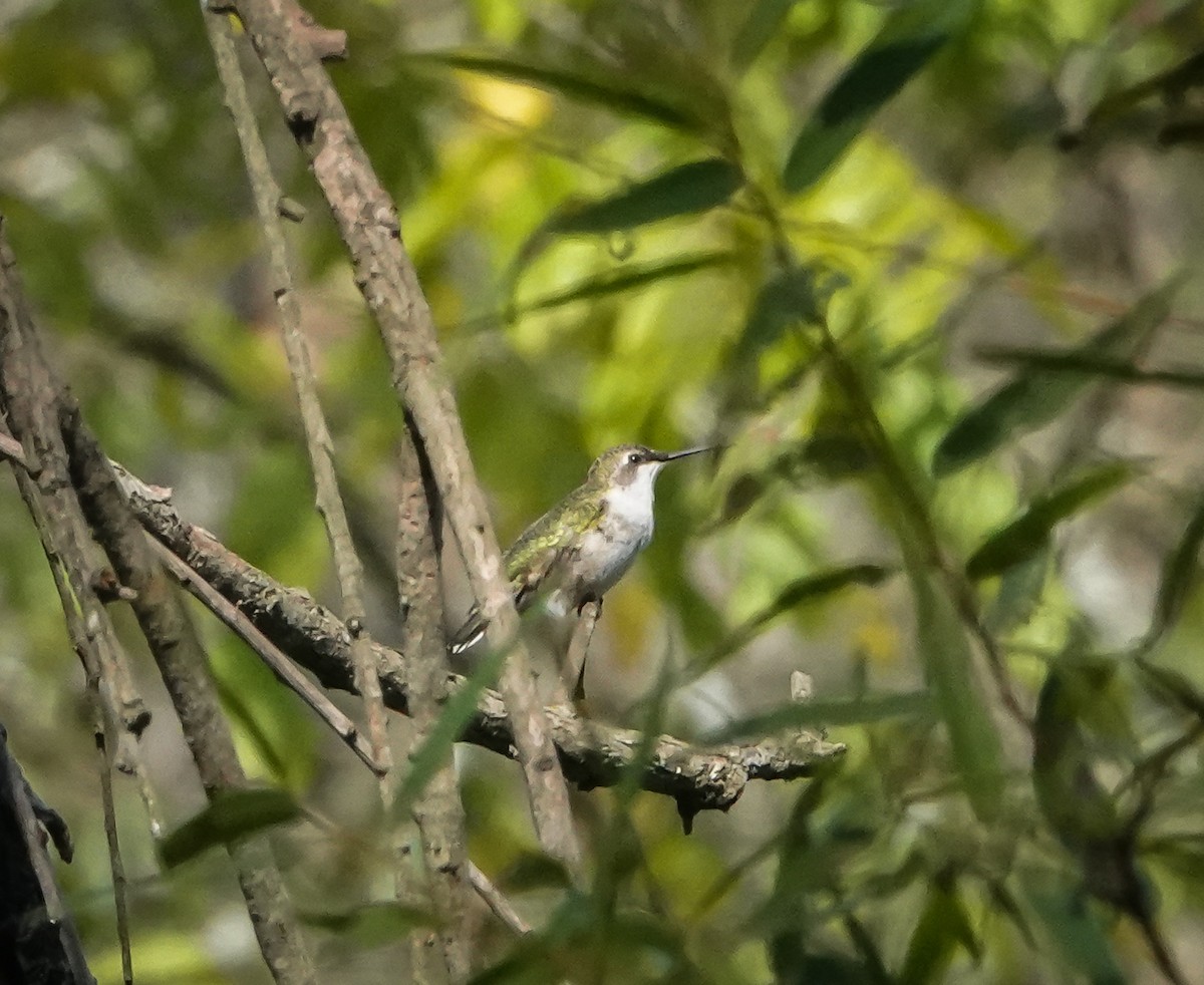 Ruby-throated Hummingbird - ML608987676