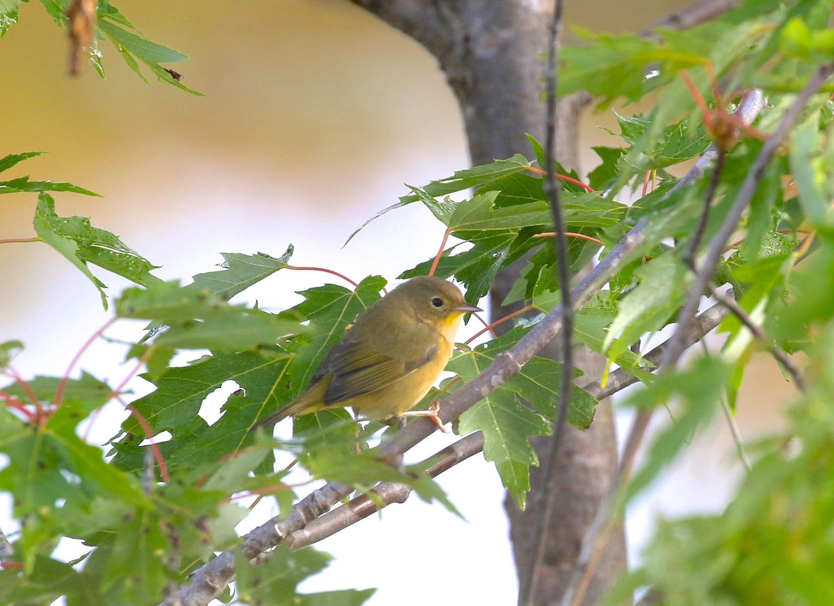 Common Yellowthroat - ML608987784