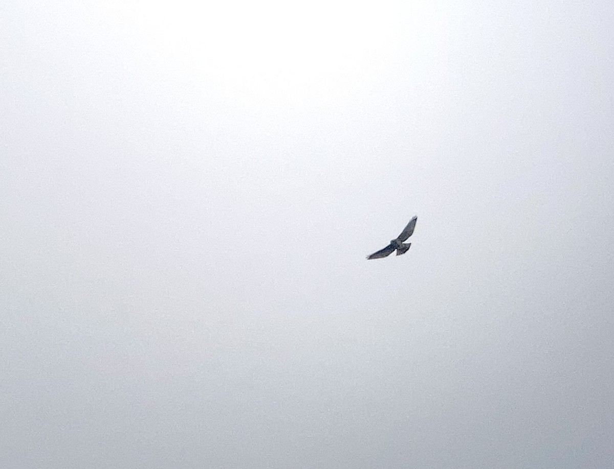 Broad-winged Hawk - Tony Kurz