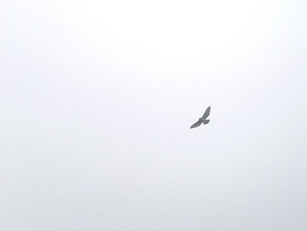 Broad-winged Hawk - Tony Kurz