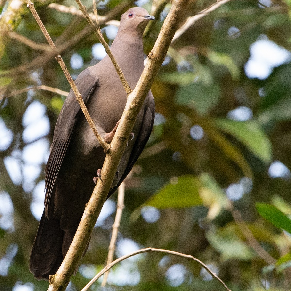 Plumbeous Pigeon - ML608987872