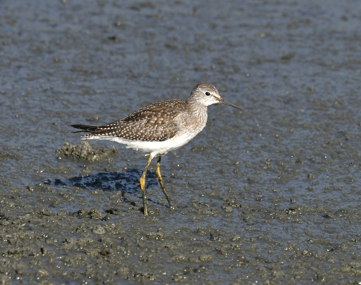 Lesser Yellowlegs - ML608987873