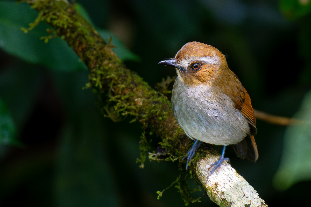 Eyebrowed Jungle Flycatcher - Soumyadeep  Chatterjee