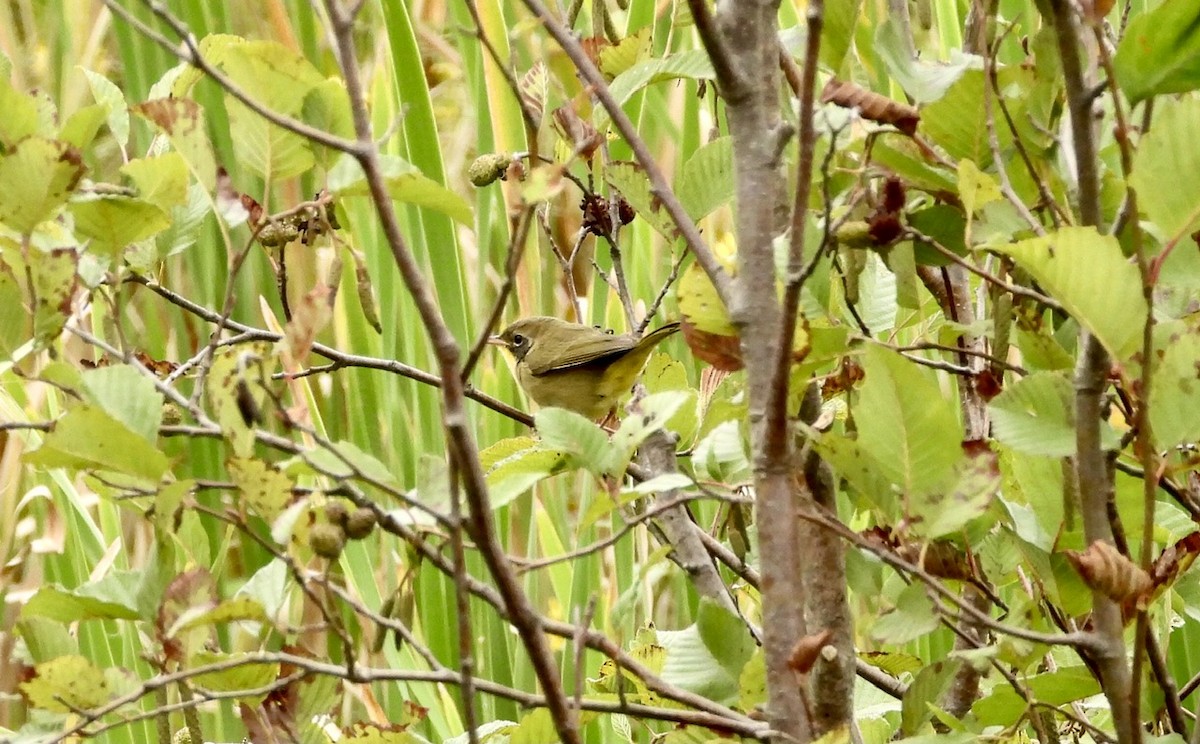 Common Yellowthroat - ML608988124