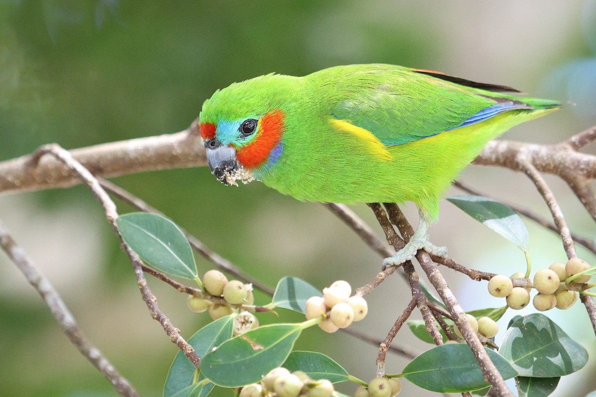 Double-eyed Fig-Parrot - Walter Beyleveldt