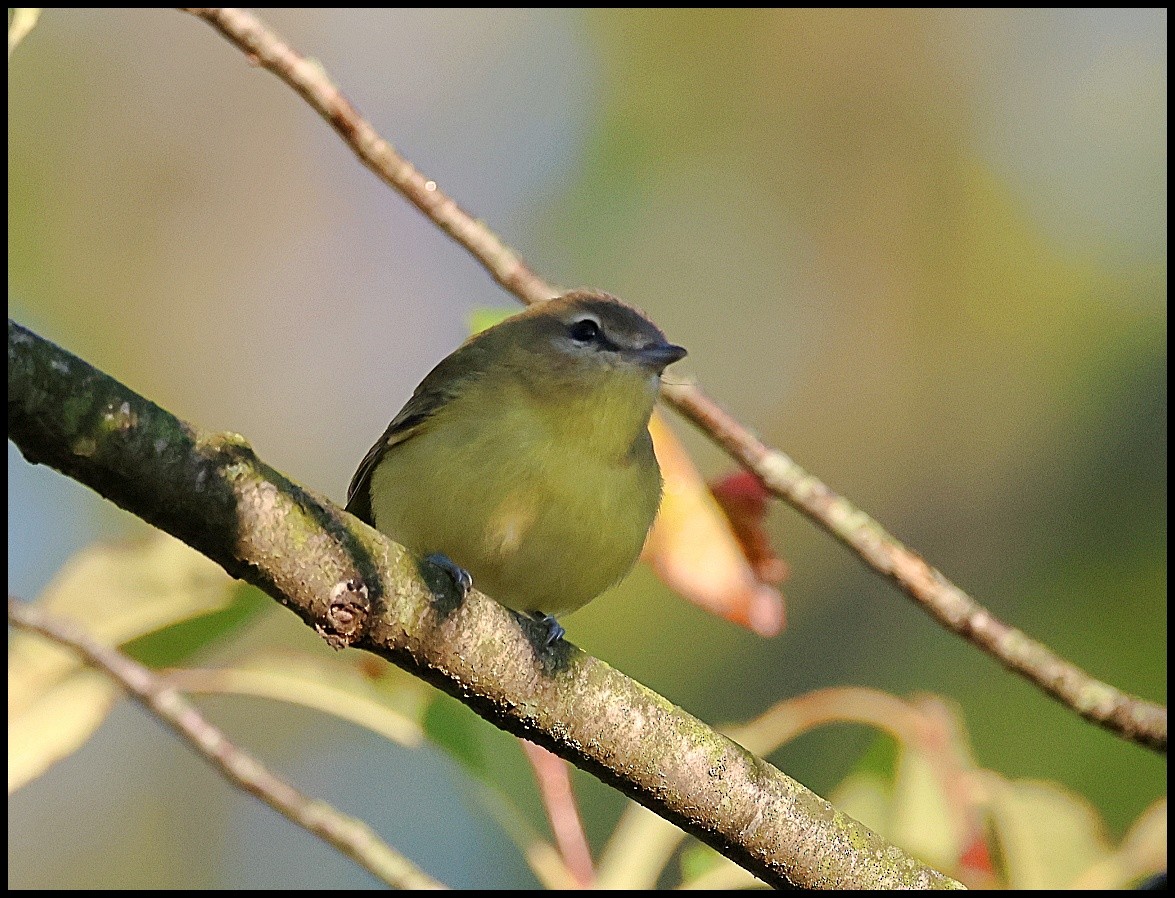 Philadelphia Vireo - ML608988199