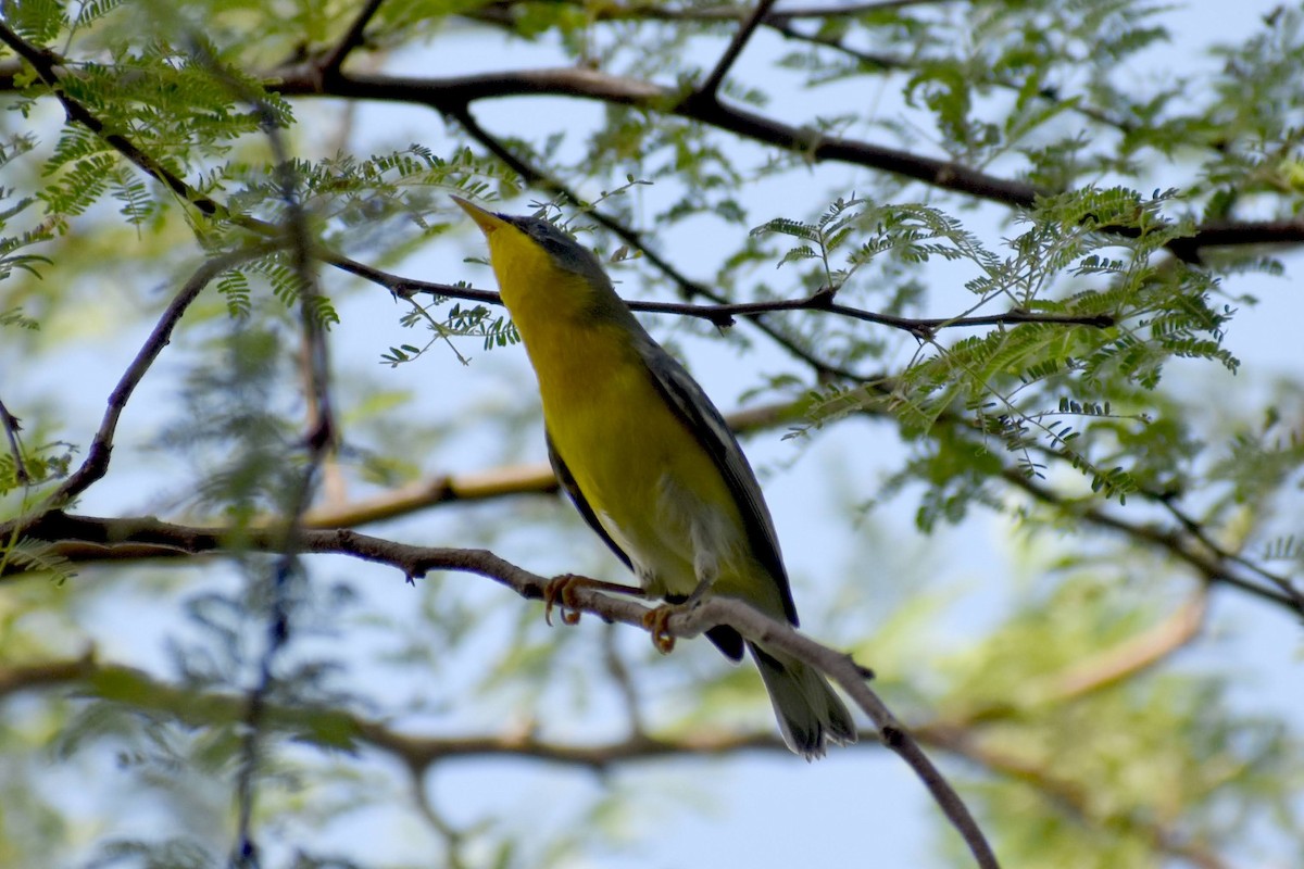 Tropical Parula - ML608988244