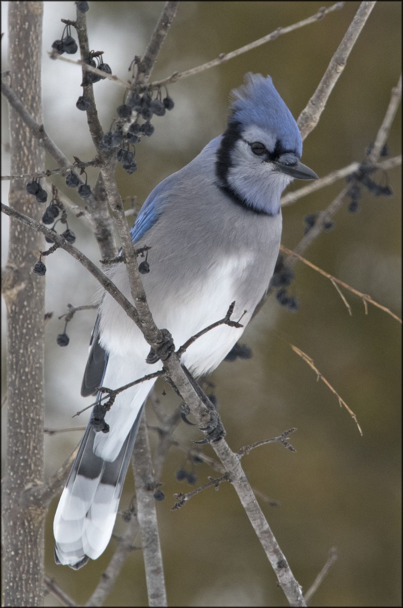 Blue Jay - Paul Lagasi