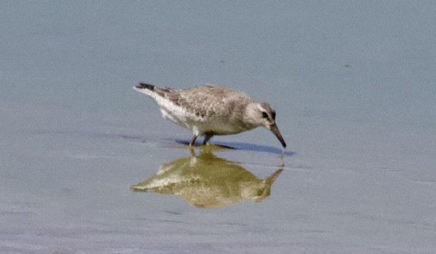 Red Knot - ML608988276