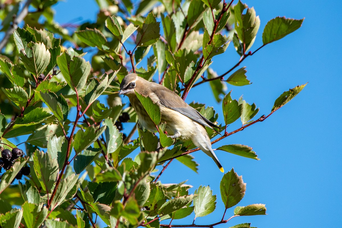 Cedar Waxwing - ML608988325