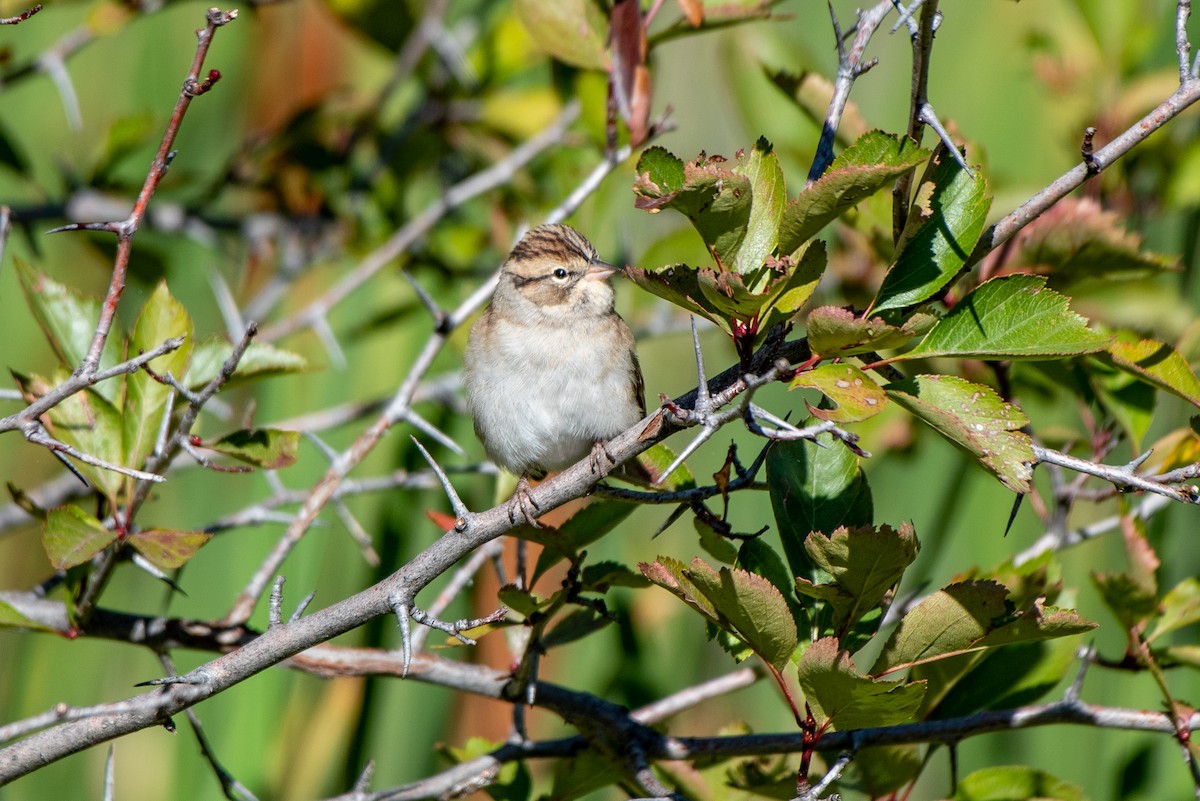 Brewer's Sparrow - ML608988336