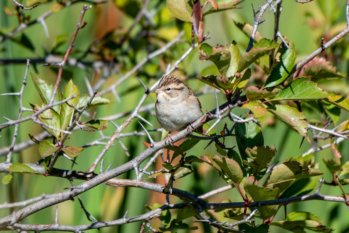 Brewer's Sparrow - ML608988337