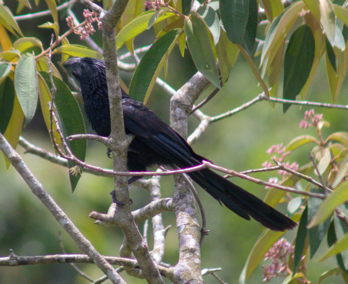 Groove-billed Ani - ML608988342