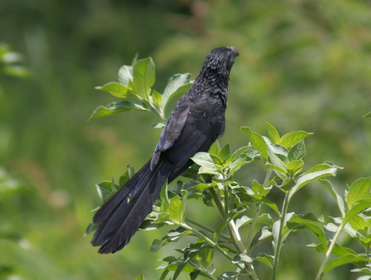 Groove-billed Ani - ML608988343