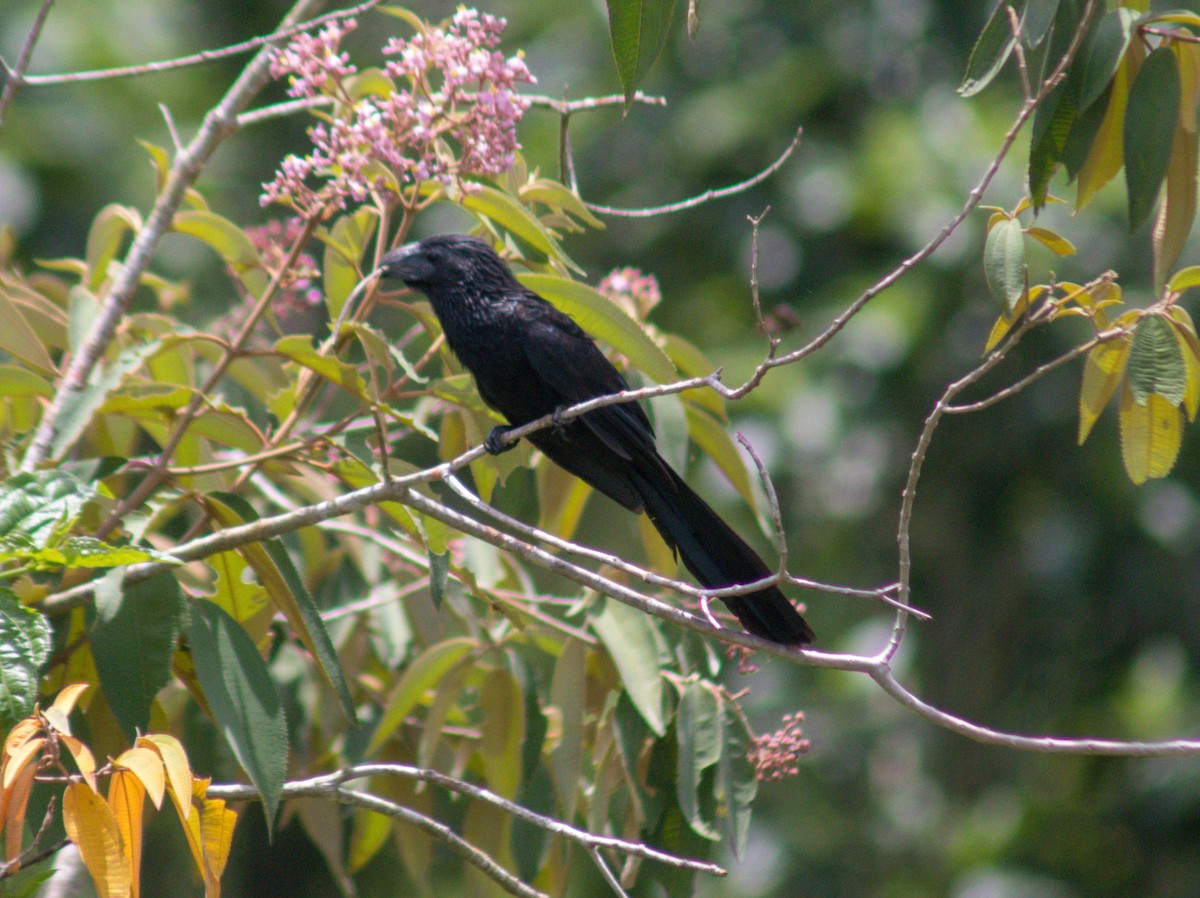 Groove-billed Ani - ML608988344