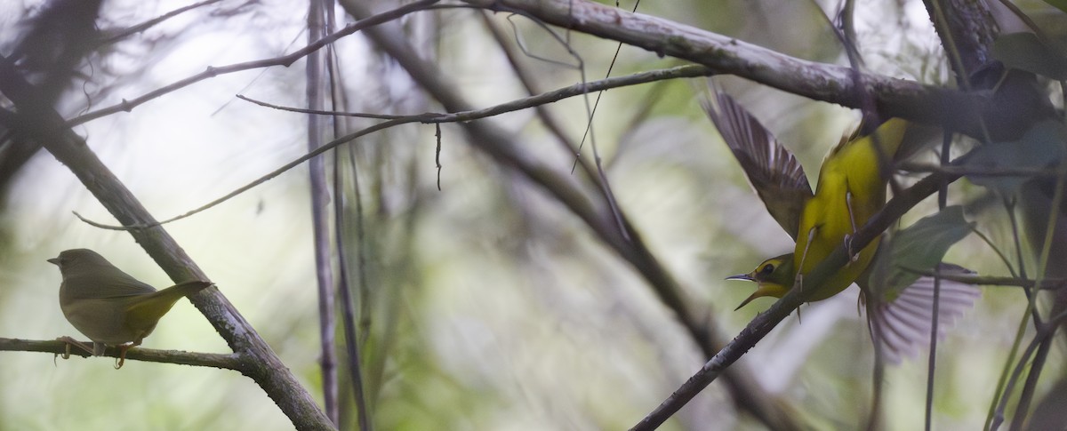 Kentucky Warbler - Lawrence Gladsden