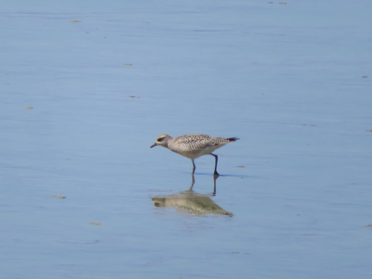 Black-bellied Plover - ML608988406