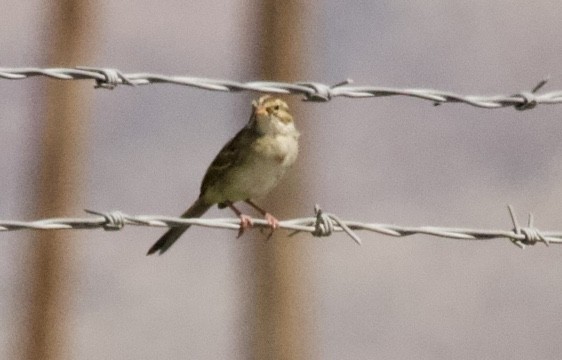 Clay-colored Sparrow - ML608988434