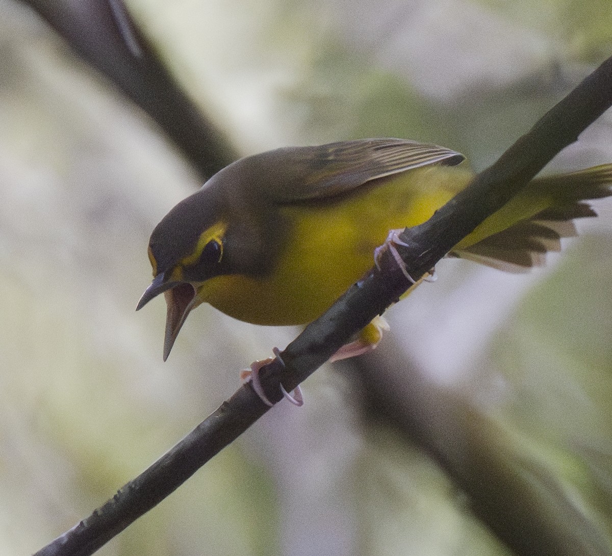 Kentucky Warbler - Lawrence Gladsden